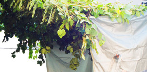 headersukkot